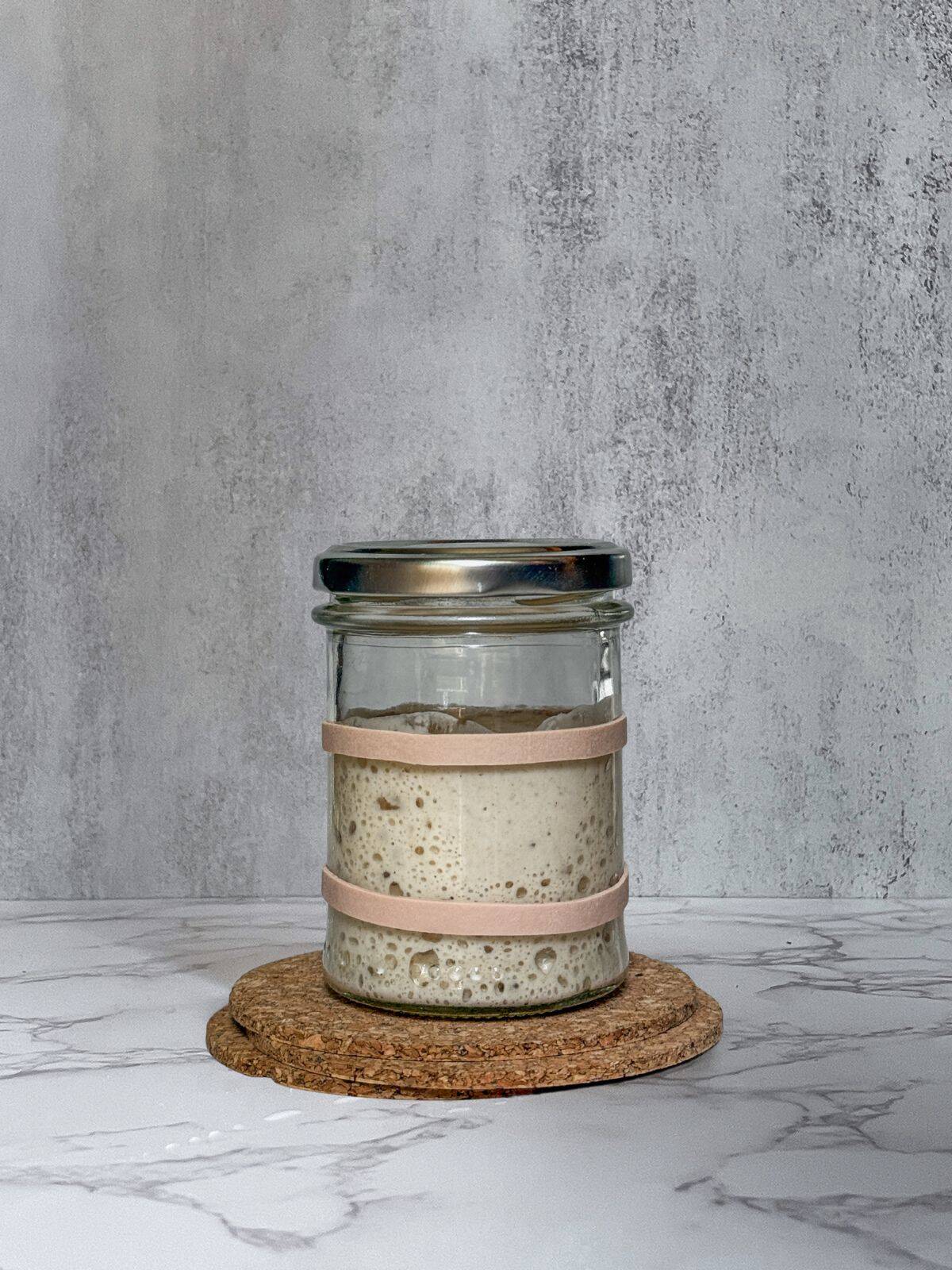 Sourdough starter in a jar marked with rubber bands to track its peak.