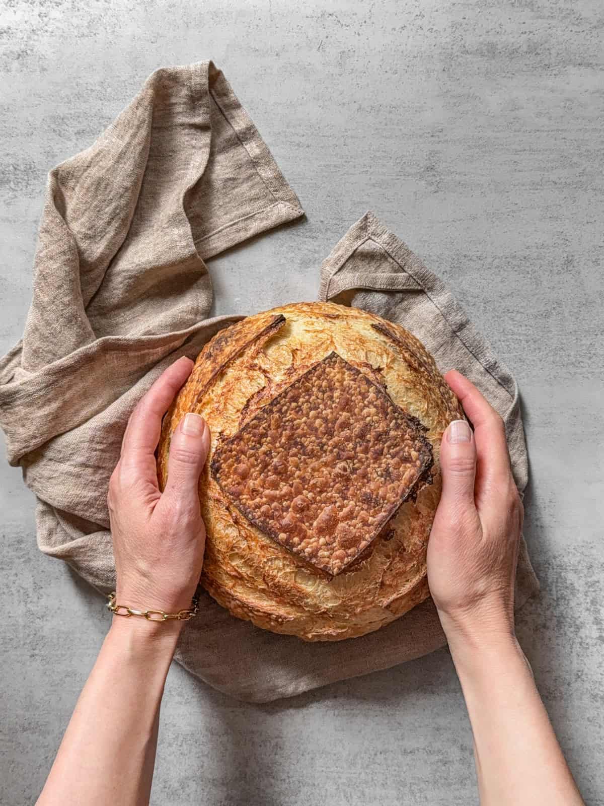 Beginner’s sourdough bread held in hands with a towel around it.