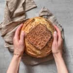 Baked beginner’s sourdough bread held in hands with a towel around it.