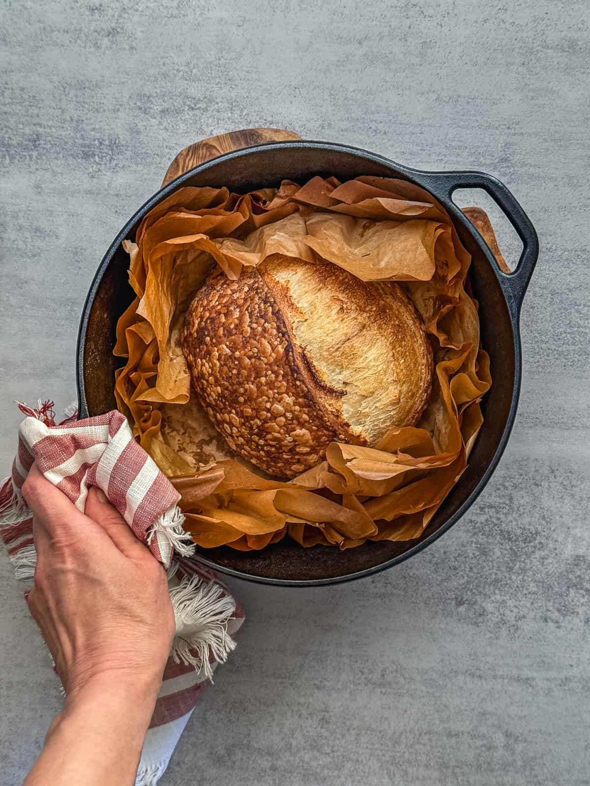 Sourdough bread loaf in a Dutch oven, held with a towel in hand.